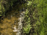 NL, Noord-Brabant, Baarle-Nassau, Staakheuvelseloop 8, Saxifraga-Willem van Kruijsbergen