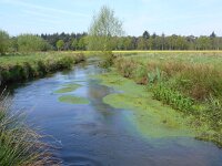 NL, Noord-Brabant, Valkenswaard, Tongelreep in Patersgronden 1, Saxifraga-Tom Heijnen