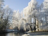 NL, Noord-Brabant, Oisterwijk, Voorste Stroom 16, Saxifraga-Jan van der Straaten