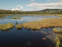 CZ, Jihocesky kraj, Borova Lada, Chalupska slat 2, Saxifraga-Bas Klaver