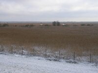 NL, Flevoland, Almere, Oostvaardersplassen 5, Saxifraga-Henk Sierdsema