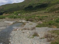 AL, Shkoder, Shkoder 50, Saxifraga-Hans Boll