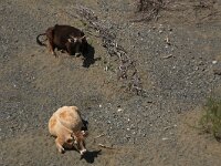 AL, Shkoder, Shkoder 51, Saxifraga-Hans Boll