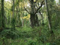 GR, Kavala, Nestos 1, Saxifraga-Dirk Hilbers