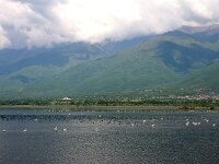 GR, Kentrikí Makedhonía, Sindiki, Limni Kerkini 25, Saxifraga-Ditk Hilbers