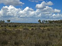 E, Terragona, Deltebre, Eucalyptus 1, Saxifraga-Marijke Verhagen