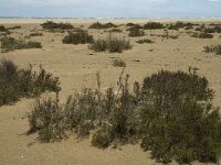 E, Terragona, Deltebre, Eucalyptus 6, Saxifraga-Marijke Verhagen