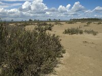 E, Terragona, Deltebre, Eucalyptus 8, Saxifraga-Marijke Verhagen
