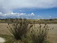 E, Terragona, Deltebre, Eucalyptus 9, Saxifraga-Marijke Verhagen