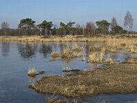 B, Antwerpen, Kalmthout, Kalmthoutse Heide 8, Saxifraga-Marijke Verhagen