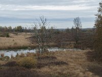 B, Liege, Eupen, Im Platten Venn 30, Saxifraga-Willem van Kruijsbergen