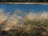 NL, Drenthe, Dwingeloo, Dwingelder Veld, Zandveen 3, Saxifraga-Marijke Verhagen