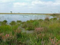 NL, Drenthe, Westerveld, Kraloerheide 11, Saxifraga-Hans Dekker