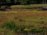 NL, Gelderland, Heumen, Overasseltsche en Hatertsche vennen 29, Saxifraga-Hans Boll
