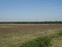 NL, Noord-Brabant, Loon op Zand, Huis ter Heide 25, Saxifraga-Willem van Kruijsbergen