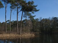 NL, Noord-Brabant, Oisterwijk, Witven 3, Saxifraga-Jan van der Straaten
