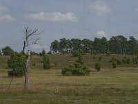 D, Niedersachsen, Schneverdingen, Wulfsberg 15, Saxifraga-Jan van der Straaten