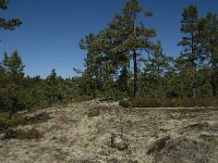 S, Gavleborgs lan, Hudiksvall, Holick 7, Saxifraga-Jan van der Straaten