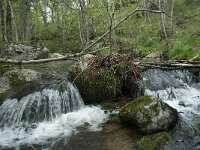F, Lozere, Fraissinet-de-Lozere, Cascade de Runes 8, Saxifraga-Willem van Kruijsbergen