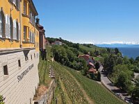 D, Baden-Wuerttemberg, Meersburg 2, Saxifrfaga-Hans Dekker