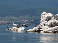 NMK, Resen, Galicica, Golem Grad 1, Saxifraga-Foto Fitis-Sytske Dijksen