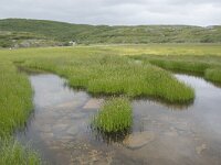 N, Finnmark, Porsanger, Trollholmsund 41, Saxifraga-Willem van Kruijsbergen