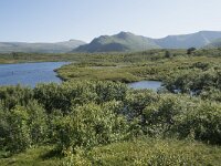 N, Nordland, Andoy, Bleikmorenen 32, Saxifraga-Willem van Kruijsbergen