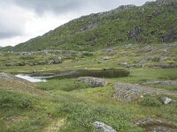 N, Nordland, Vagan, Nokksaetra 4, Saxifraga-Willem van Kruijsbergen