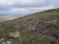 A, Kaernten, Krems, Koenigstuhl 21, Saxifraga-Luuk Vermeer