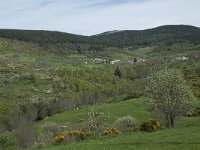 F, Lozere, Le Pont-de-Montvert, Finiels 5, Saxifraga-Willem van Kruijsbergen