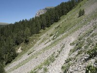 I, Sued Tirol, Sankt Ulrich, Balest 4, Saxifraga-Willem van Kruijsbergen