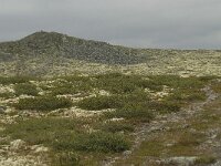 N, Innlandet, Sel, Anaripiggen 1, Saxifraga-Willem van Kruijsbergen