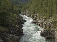 N, Innlandet, Sel, Sjoa river 1, Saxifraga-Willem van Kruijsbergen