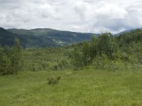 N, Sogn og Fjordane, Sogndal, Stedjekammen 3, Saxifraga-Willem van Kruijsbergen