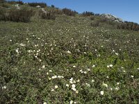 P, Faro, Monchique, Foia 18, Saxifraga-Willem van Kruijsbergen