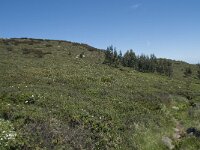 P, Faro, Monchique, Foia 20, Saxifraga-Willem van Kruijsbergen