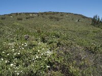 P, Faro, Monchique, Foia 23, Saxifraga-Willem van Kruijsbergen