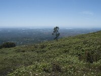 P, Faro, Monchique, Foia 25, Saxifraga-Willem van Kruijsbergen