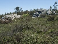 P, Faro, Monchique, Foia 26, Saxifraga-Willem van Kruijsbergen