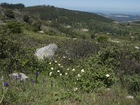 P, Faro, Monchique, Foia 35, Saxifraga-Willem van Kruijsbergen