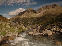 CH, Graubuenden, Zernez, Susasca Fluelapass 3, Saxifraga-Bas Klaver