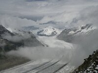 CH, Wallis, Fiesch, Eggishorn, Konkardiaplatz-Truegberg 2, Saxifraga-Willem van Kruijsbergen