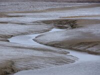 NL, Friesland, Schiermonnikoog, Veerdam 5, Saxifraga-Foto Fitis-Sytske Dijksen