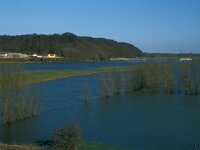 NL, Utrecht, Rhenen 5, Saxifraga-Jan van der Straaten