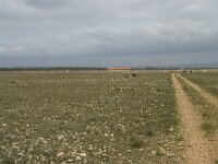 F, Bouches-du-Rhone, Saint-Martin-de-Crau, Peau de Meau 67, Saxifraga-Willem van Kruijsbergen