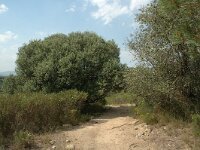 E, Gerona, Palau-saverdera, Torre del Vent 4, Saxifraga-Jan van der Straaten