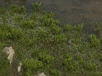 GR, Crete, Lasithi, Lasithi Plain 12, Saxifraga-Willem van Kruijsbergen