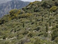 GR, Crete, Rethimnon, Vatos 9, Saxifraga-Willem van Kruijsbergen