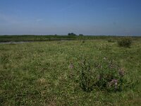 H, Hadju-Bihar, Egyek pusztakocs 2, Saxifraga-Dirk Hilbers