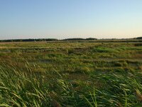 H, Hadju-Bihar, Hortobagy, Matapuszta 5, Saxifraga-Dirk Hilbers